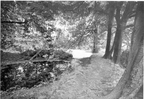 Trees in 1912